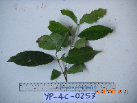 Syzygium acuminatissimum image