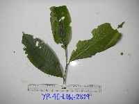 Elaeocarpus dolichodactylus image