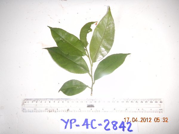 Primulaceae image