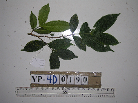 Syzygium hylophilum image