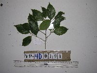 Cryptocarya minutifolia image