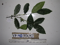 Steganthera ilicifolia image