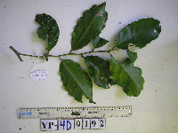 Steganthera ilicifolia image