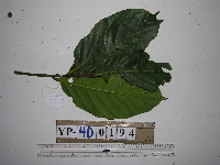 Cryptocarya magnifolia image