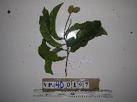 Helicia latifolia image