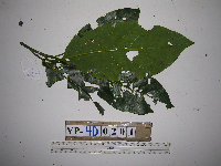 Cryptocarya magnifolia image