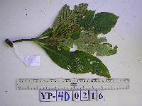 Saurauia conferta image