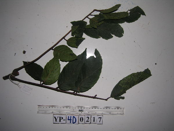 Meliosma image