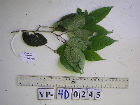 Cryptocarya minutifolia image