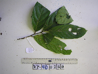 Cryptocarya magnifolia image