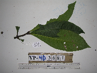 Ardisia lanceolata image