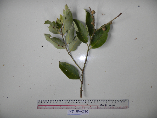 Lithocarpus image
