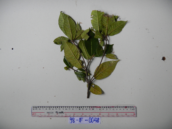 Ficus adenosperma image