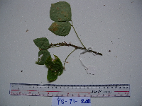 Image of Hylodesmum repandum