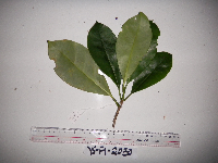 Image of Fagraea ceilanica