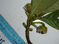 Saurauia conferta image