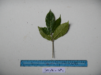 Ficus wassa image