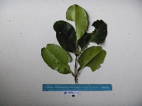 Syzygium furfuraceum image