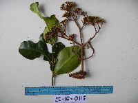 Syzygium furfuraceum image