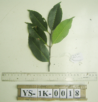 Syzygium acuminatissimum image