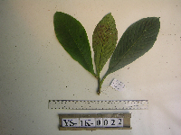 Saurauia conferta image