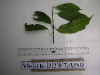 Ficus wassa image