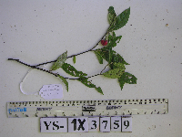 Image of Solanum anfractum