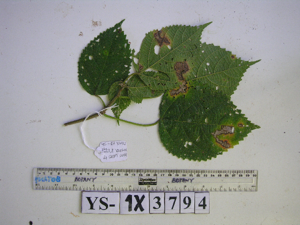 Acalypha caturus image