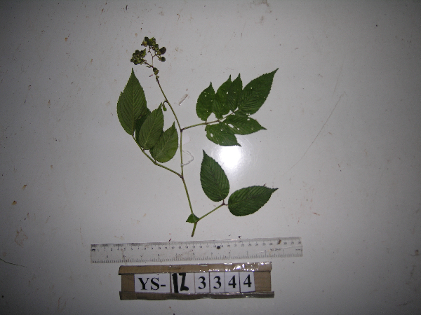 Rubus fraxinifolius image