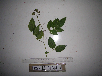 Image of Rubus fraxinifolius
