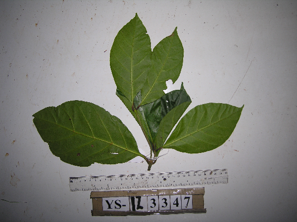 Nauclea tenuiflora image