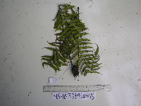 Image of Sphaerostephanos polycarpus