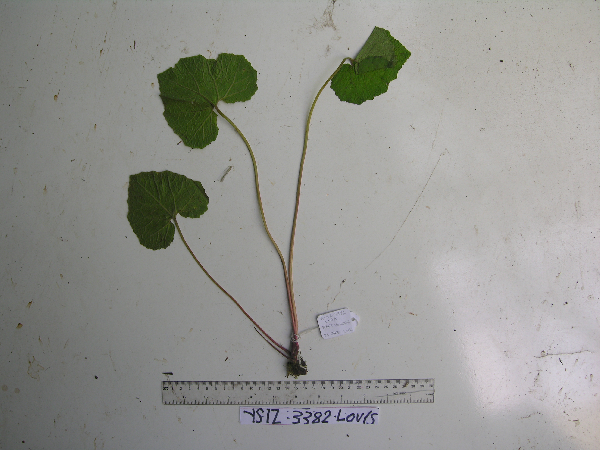 Gunnera macrophylla image