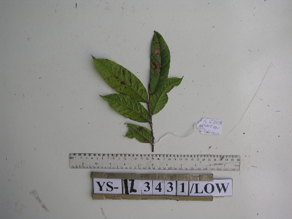 Glochidion fulvirameum image