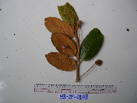 Image of Saurauia congestiflora