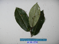 Myristica hollrungii image