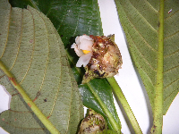 Saurauia conferta image