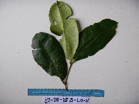 Syzygium furfuraceum image