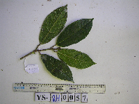 Ficus wassa image