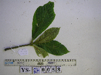 Saurauia conferta image