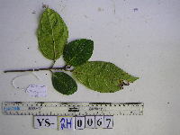 Ficus wassa image