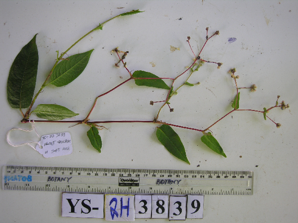 Persicaria chinensis image