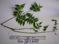 Caesalpinia crista image