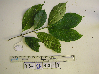 Ficus wassa image