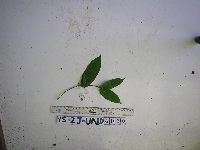 Aristolochia tagala image