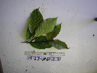 Nauclea tenuiflora image