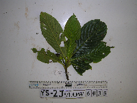 Saurauia conferta image