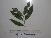 Syzygium acuminatissimum image