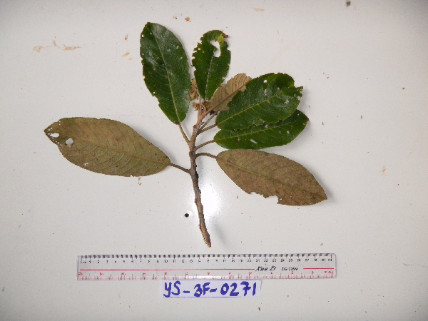 Saurauia congestiflora image