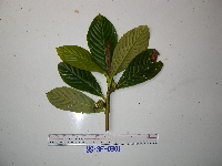 Saurauia conferta image